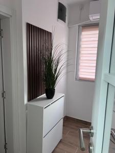 a plant sitting on a dresser in a room at Smeštaj Stamenić in Bajina Bašta
