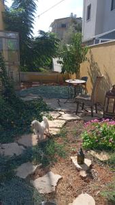 a small white dog running around in a yard at טוסקנה הקטנה in Rosh Ha‘Ayin
