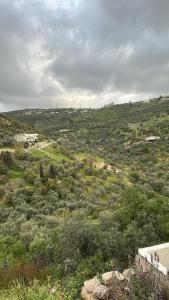 a view of a field with trees and bushes at عجلون in Ajloun