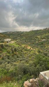 a view of a field with trees and bushes at عجلون in Ajloun