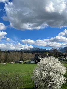 a tree in a field with mountains in the background at Góralski Apartament in Witów +3 photos