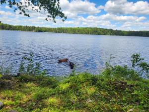 a dog swimming in a lake on a cloudy day at Orange Lake Airstream in Whiting +11 photos
