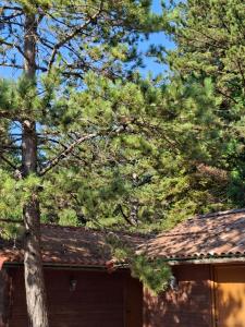 a group of trees in front of a house at Llogara Wood Lodge in Vlorë