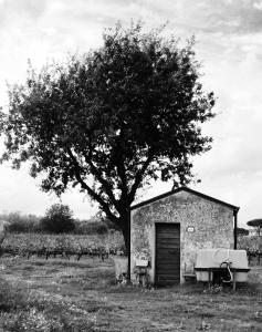 a building with a tree next to a tree at Agriturismo La Cipriana in Castagneto Carducci