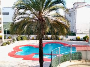 a palm tree in front of a swimming pool at Calella Flats & More in Calella