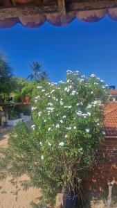 a tree with white flowers in front of a building at Apartamento in Jericoacoara