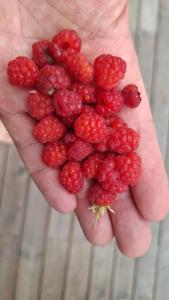 a person holding a bunch of raspberries at Värmdö Ängsv. in Djurhamn