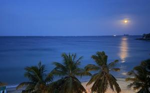 a group of palm trees on a beach at night at Oceana Trinco in Trincomalee