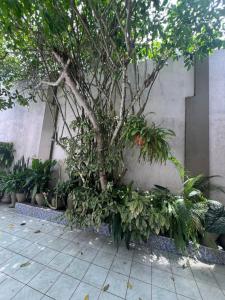 a tree sitting next to a wall with plants at Gran Marañon Hotel in Iquitos
