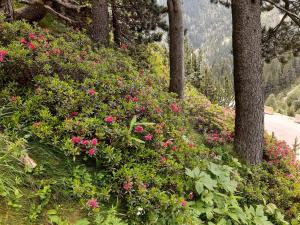 a bunch of pink flowers on a hill with trees at Setcases-Vallter hostal Mitja Pensió 3 in Setcases