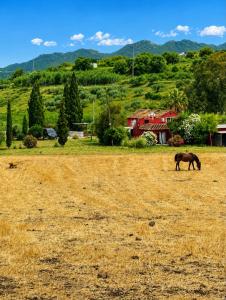 a horse grazing in a field with a house at La Finca Roja 3 in Coín +5 photos
