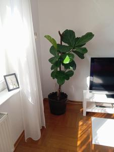 a plant sitting in a room next to a window at Wohnung im Grünen in Messenähe in Meerbusch