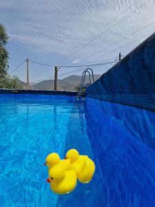 two yellow rubber ducks in a swimming pool at B&B Cortijo Nunca Pense in Órgiva