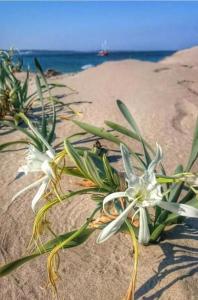 two white flowers on a sandy beach near the ocean at Apart Hotel Apolonia Palace in Sinemorets