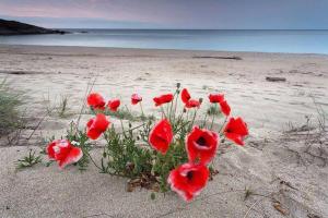a group of red flowers in the sand on a beach at Apart Hotel Apolonia Palace in Sinemorets