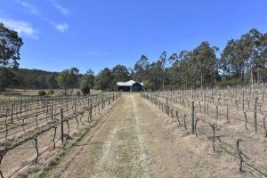 a field of vines with a building in the background at The Parsons Retreat in Rothbury +15 photos
