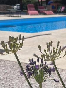 two purple flowers sitting next to a swimming pool at Logis Hôtel Le Parc de Geoffroy in Thiers
