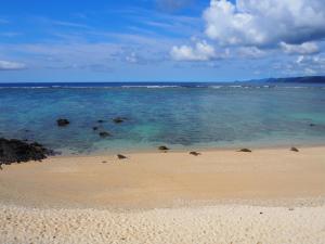 a beach with a group of animals in the water at うみうたう in Yuwan +14 photos