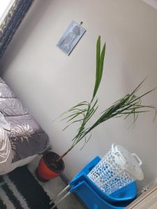 a plant in a blue pot next to a bed at Royal suburbs tsavo in Nairobi +6 photos