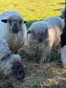 a group of sheep eating hay in a field at Henarata Homestead in Wakefield