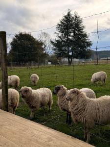 a herd of sheep standing in a field behind a fence at Henarata Homestead in Wakefield