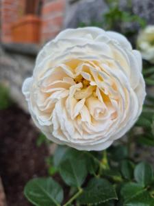 a close up of a white flower at El Conventu del Asturcon in Lago