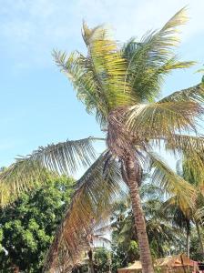 a palm tree on a beach with the sky in the background at FR Resort in Pottuvil +4 photos