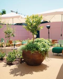 a large pot with a tree in the middle of a patio at Hotels 705 O'Porto Hotel in Porto