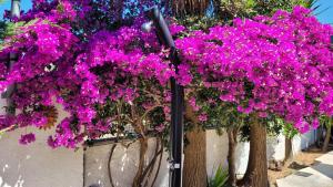 a bunch of purple flowers on a wall at Ponderosa Kefalonia in Lixouri