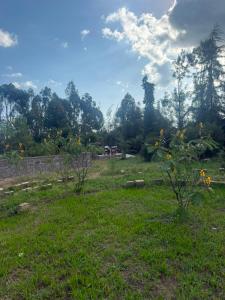 a field of grass with two trees in the background at Serenity Glamping By Rafiki in Nanyuki