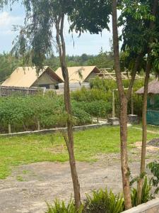a group of trees in a field with houses at Serenity Glamping By Rafiki in Nanyuki +14 photos