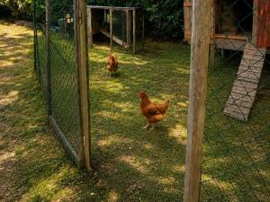 two chickens walking in the grass behind a fence at Greet hôtel Saint-Nazaire-Trignac, Nouvelle marque du groupe Accor in Saint-Nazaire