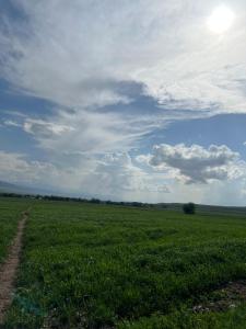 a field of green grass with a cloudy sky at Ademi Art in Kyzart