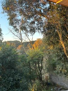 a garden with trees and a brick wall at Casa vista do Vale in Farroupilha +1 photo