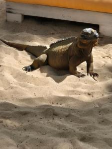 a iguana sitting in the sand on the beach at Viva paradise in Punta Cana