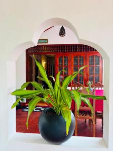 a plant in a black pot in a room at Nisho House Hiriketiya in Hiriketiya