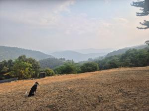 a dog sitting on a dirt field with mountains in the background at Yourte in Saint-Germain-de-Calberte