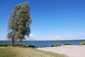 ein Baum am Strand neben dem Wasser in der Unterkunft Ferienwohnung Neuendorf in Neuendorf