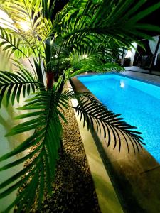 a palm tree sitting next to a swimming pool at YANNIS GUEST HOUSE in Costinesti