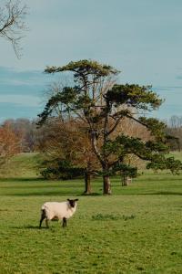 a sheep standing in a field next to a tree at The Ram Inn in Lewes