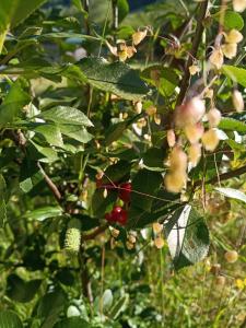 a bunch of fruits on a tree with leaves at Konak Vuk in Veruša +4 photos