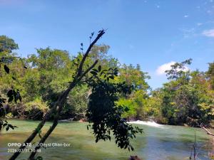 a branch of a tree hanging over a river at Centro Ecoturístico Cueva del Tejón in Champa