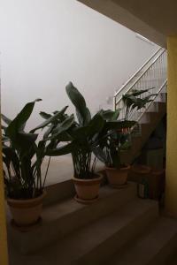 Fotografie z fotogalerie ubytování Apartments Viktorija v destinaci Starigrad-Paklenica