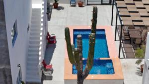 an overhead view of a swimming pool with a cactus at 3BR House with Pool & Rooftop Terrace in El Centenario