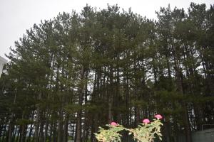 a group of trees with pink flowers in front of them at Amaras Boutique Hotel Lori in Stepʼanavan