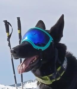 a dog wearing ski goggles on its face at Chambre 2 balcon in Mont-Saxonnex