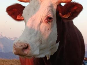 a brown and white cow standing in a field at Chambre 2 balcon in Mont-Saxonnex
