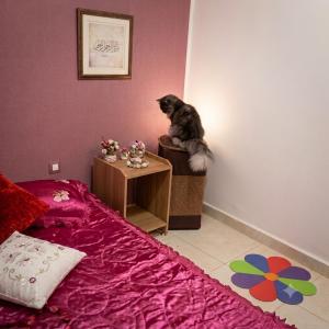 a cat sitting on a chair in a bedroom at Résidence belhain jijel in Jijel