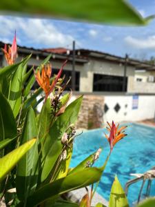 a plant with orange flowers in front of a pool at DeCherating privatepool in Cherating +13 photos