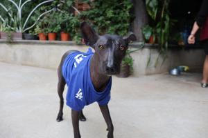 a dog wearing a blue shirt standing on a sidewalk at Hotel las carretas , spa y temazcal in Zacatlán